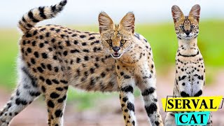 Serval Cats  Facts About African Serval Cats You Need to Know [upl. by Rajewski984]