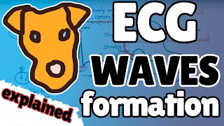 ECG Part 1 Electric activity Mechanisms of waves formation and basic ecg concepts [upl. by Adnamor]