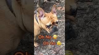 Autumn🍂 walkies be like…🤣 walkies walk frenchie puppy autumn muddytrails park cutepuppy [upl. by Nidak556]