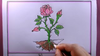 How to Draw a Plant Easy Step by Step Rose Plant Drawing [upl. by Jeremias861]