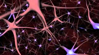 Neurons and What They Do  An Animated Guide [upl. by Frannie]