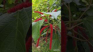 Chenille plantಮಂಗನ ಬಾಲ ಹೂವು Foxtails Monkey tail Acalypha hispidashorts nature youtubeshorts [upl. by Ellennoj]