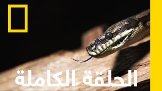 ثعبان في الشاحنة  مروضو الأفاعي الأستراليون  ناشونال جيوغرافيك أبوظبي [upl. by Avilla194]