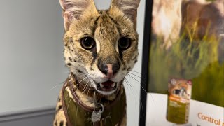 Wild Serval Bites My Hand [upl. by Odie]