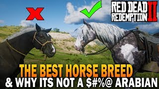 The BEST HORSE Breed In RDR2 And Why Its Not an Arabian  Red Dead Redemption 2 Horses [upl. by Paulita320]