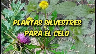 SUBIR EL CELO DE FORMA NATURAL CON PLANTAS SILVESTRES [upl. by Bigler904]