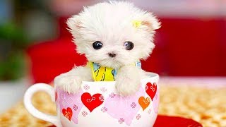 Rolly Teacup Pomeranian Full Grown video [upl. by Clinton]