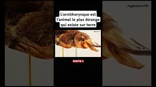 Lornithorynque est lanimal le plus étrange qui existe sur terre shorts animals platypus nature [upl. by Ardried]