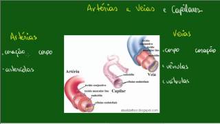 Sistema Circulatório  Artérias Veias e Capilares [upl. by Nosauq]