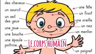 Le corps humain  vocabulaire [upl. by Aros758]