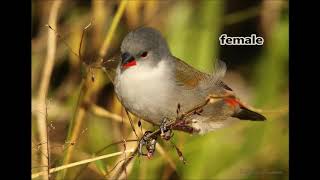 The Swee Waxbill [upl. by Niatirb]