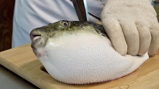 Amazing Process of Removing Blowfish Poison and Making Sashimi Korean Pufferfish Masterchef [upl. by Emeline]