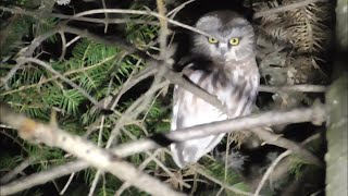 Northern SawWhet Owl  Spot [upl. by Cirded]