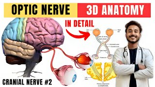 cranial nerve anatomy  visual pathway and lesions  cranial nerve 2 anatomy [upl. by Eilujna250]