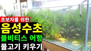 음성 수초 볼비티스 키우기 어항 물고기 키우는 방법 [upl. by Ameerak938]