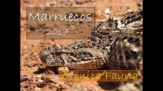 FAUNA de MARRUECOS [upl. by Akimik]