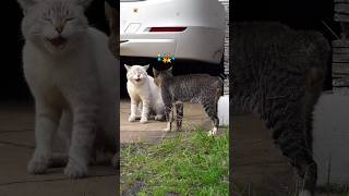 Angry Cats Sound  Cats Fighting 2 [upl. by Eniledam57]