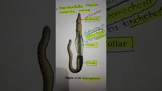 Ncert Example of Phylum HEMICHORDATA [upl. by Anasxor]