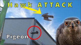 Goshawk vs pigeon  spectacular hawk attack [upl. by Leksehc]