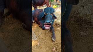 cow mooing sound effect funny 🐄😂cowvideos Shorts [upl. by Wycoff]