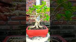 merawat bonsai sancang [upl. by Kym846]