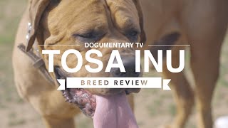 TOSA INU BREED REVIEW [upl. by Ahsuoj]