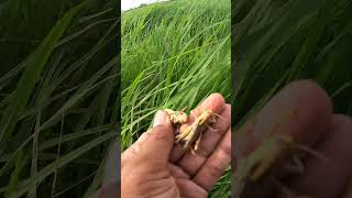 The most Beautiful of Green fields  Catch grasshopper video greennature insect countryside [upl. by Akienaj]