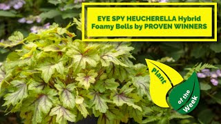 EYE SPY HEUCHERELLA Hybrid Foamy Bells  PROVEN WINNERS [upl. by Trebreh]