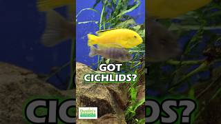 Got Cichlids GET BOLBITUS GET ANUBIAS Shop Now [upl. by Aylmar650]