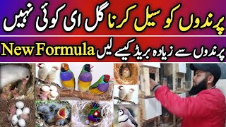 Fawn Java Business In Pakistan  Java Sparrow Business  Zebra Finch Business Plan  Birds Farming [upl. by Noived842]