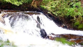 Bear Watching Alaskan Black Bears in Ketchikan [upl. by Onilecram]