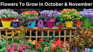 Flowers To Grow In October and November  Flowers to plant in October and November [upl. by Ettennod650]