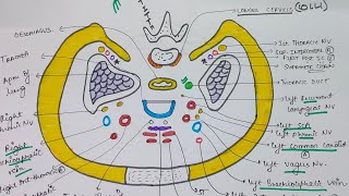 THORACIC INLET AND SIBSONS FASCIA  THORAX ANATOMY  MBBS FIRST YEAR  EASY TRICKS [upl. by Iad]