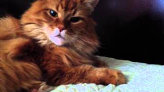 Maine Coon Cat Chirping [upl. by Enalahs]