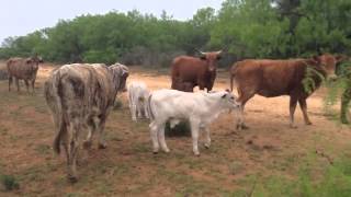 Beefmaster cross cows Brahman Calves and the yearlings heifers out of these cows [upl. by Bradski420]