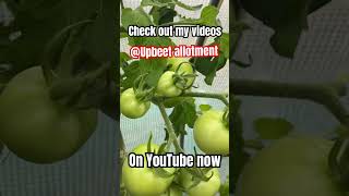 Tomatoes started ripening upbeet863 [upl. by Adnorehs]