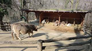 Tirolerhof Jungtier Kuh Herde Kalb Pustertaler Sprinzen Tuxer Rind Tiergarten Zoo Schönbrunn [upl. by Las]