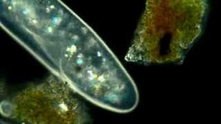 Paramecium Aurelia Polarized light phase contrast darkfeild combination 625x [upl. by Nelrah]