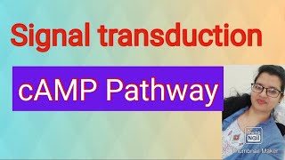 2 GPCR cAMP PathwaySignal transduction [upl. by Ivar]