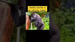 TDaddy Gorilla is so unlucky haha Gorilla MischievousKid cute animals babyanimals [upl. by Rambort817]