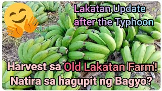 『Old Lakatan Farm Harvest』〘May itinira pa pala mga Bagyo〙 [upl. by Lanfri]