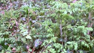 More help identifying cow parsley  wild chervil Anthriscus sylvestris [upl. by Lyontine]