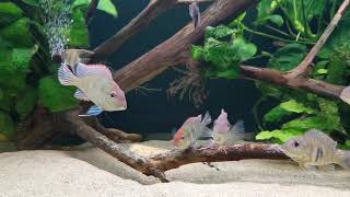 Geophagus Red Head Tapajos starting to get colours [upl. by Aieken]