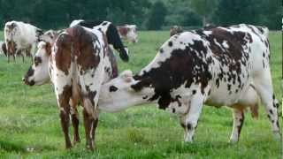 Vaches sélectionnées pour la régulation de la production laitière [upl. by Aloise]