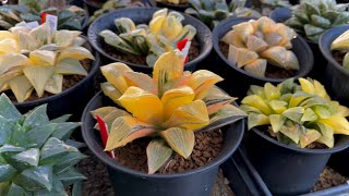 Rennys Haworthia Variegated Collection Tour part 1 [upl. by Etoile]