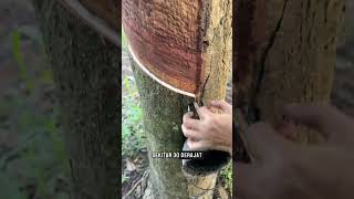 penyadapan pohon karet satisfying [upl. by Anrahs]