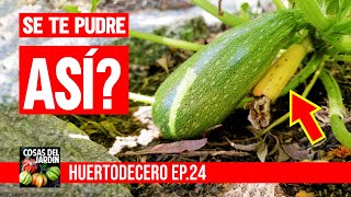 Como POLINIZAR los Calabacines y Zapallitos para que no se pudran  HUERTODECERO 24 [upl. by Leiuqese835]