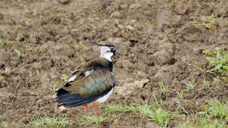 Northern Lapwing Vanellus vanellus ♂  Kiebitz 2 [upl. by Anilas30]