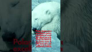 GUESS how LONG can Polar Bears SWIM amp are they LEFT HANDED animals nature shorts viral polar [upl. by Ennahs520]