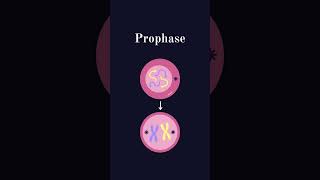 La mitose  science biologie charmleguide charmane cellule adn mitose shorts viralvideo [upl. by Gnep]